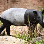 Singapore Zoo employee hospitalised after being bitten by Malayan tapir