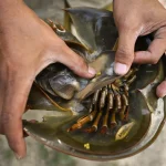 Spot a horseshoe crab in Singapore? Researchers want to know