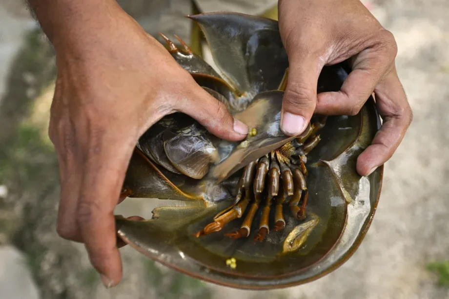 Spot a horseshoe crab in Singapore? Researchers want to know Spot a horseshoe crab in Singapore? Researchers want to know