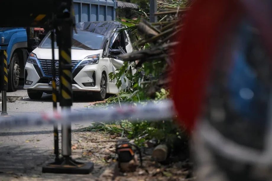 Tree falls on cars in Dempsey area, driver unhurt Tree falls on cars in Dempsey area, driver unhurt
