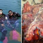 Marine community fears loss of biodiversity hotspot to proposed western island development