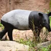 Singapore Zoo employee bitten by Malayan tapir hospitalised