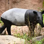 Singapore Zoo employee bitten by Malayan tapir hospitalised