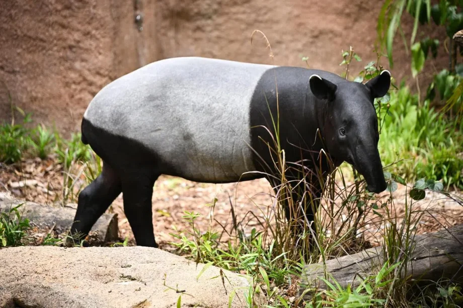 Singapore Zoo employee bitten by Malayan tapir hospitalised Singapore Zoo employee bitten by Malayan tapir hospitalised