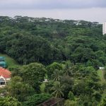 More greenery retained, fewer homes planned for Maju Forest, Gillman Barracks sites after public feedback