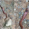 Rare, venomous blue-necked keelback snake spotted at MacRitchie Reservoir