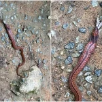 Rare, venomous blue-necked keelback snake spotted at MacRitchie Reservoir