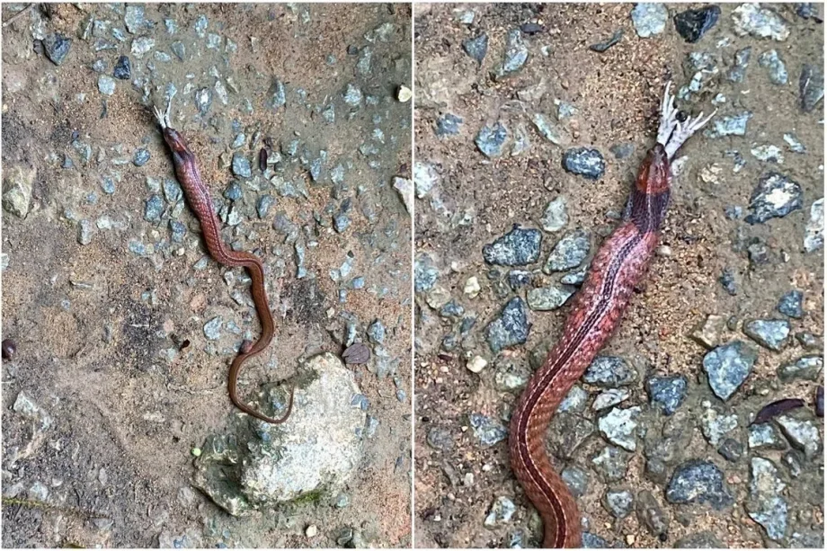 Rare, venomous blue-necked keelback snake spotted at MacRitchie Reservoir Rare, venomous blue-necked keelback snake spotted at MacRitchie Reservoir