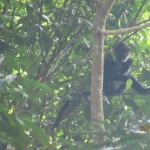 Endangered langur spotted at Bukit Timah Nature Reserve