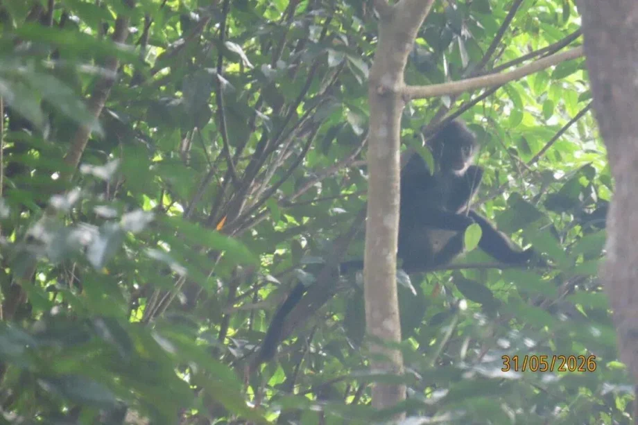 Endangered langur spotted at Bukit Timah Nature Reserve Endangered langur spotted at Bukit Timah Nature Reserve