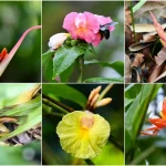 More than spice: Why Singapore’s ginger collection matters