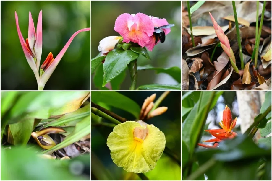 More than spice: Why Singapore’s ginger collection matters More than spice: Why Singapore’s ginger collection matters