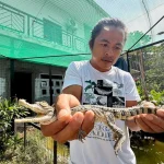How a northern Philippine town learnt to live with the world’s rarest crocodile