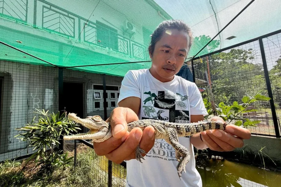 How a northern Philippine town learnt to live with the world’s rarest crocodile How a northern Philippine town learnt to live with the world’s rarest crocodile