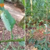 Atlas Moth larvae spotted at Yishun Park