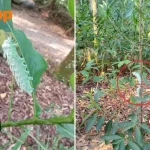Atlas Moth larvae spotted at Yishun Park