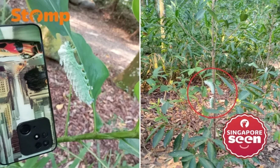 Atlas Moth larvae spotted at Yishun Park Atlas Moth larvae spotted at Yishun Park