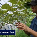 Think South Korea can’t make good wine? This passionate producer wants to change your mind