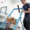 Is walking your dog enough? Inside Singapore’s dog gym with treadmills and swimming