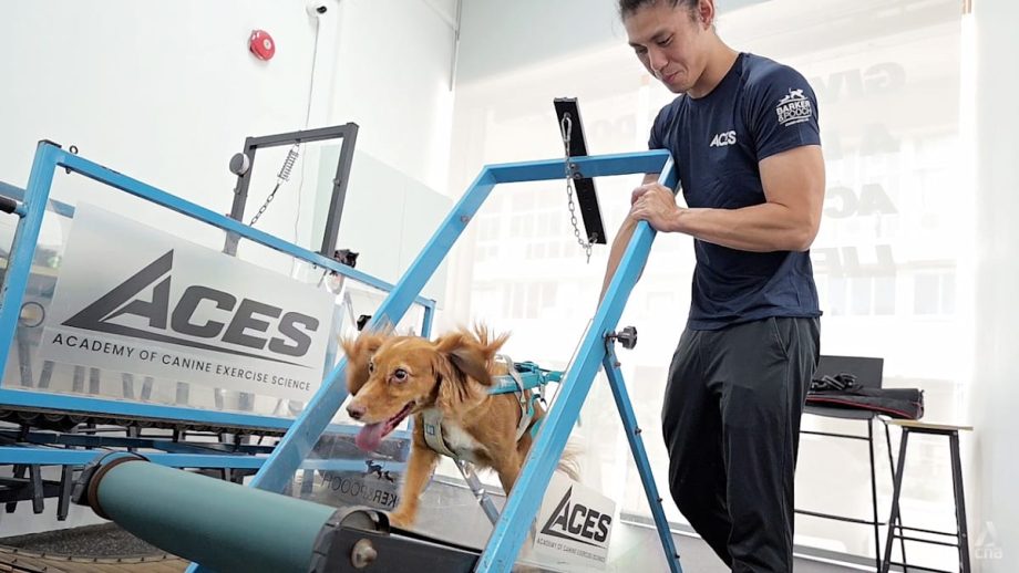 Is walking your dog enough? Inside Singapore’s dog gym with treadmills and swimming Is walking your dog enough? Inside Singapore’s dog gym with treadmills and swimming