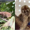 Sunda slow loris found in industrial estate near Tuas released after 2 months
