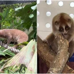 Sunda slow loris found in industrial estate near Tuas released after 2 months