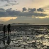 Foraging in Singapore: Unethical practices threaten biodiversity and cultural heritage