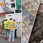 Reticulated python escapes Yishun worksite