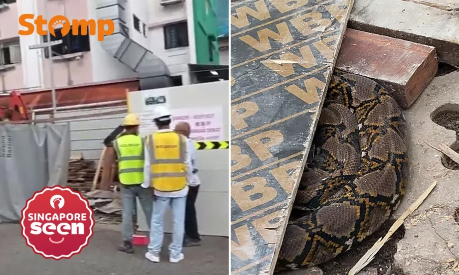 Reticulated python escapes Yishun worksite