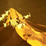 Where to find the pond jockey location in Grounded 2