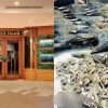 Restaurant apologises for cooking seafood foraged from Changi Beach, Singapore News