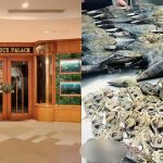 Restaurant apologises for cooking seafood foraged from Changi Beach, Singapore News
