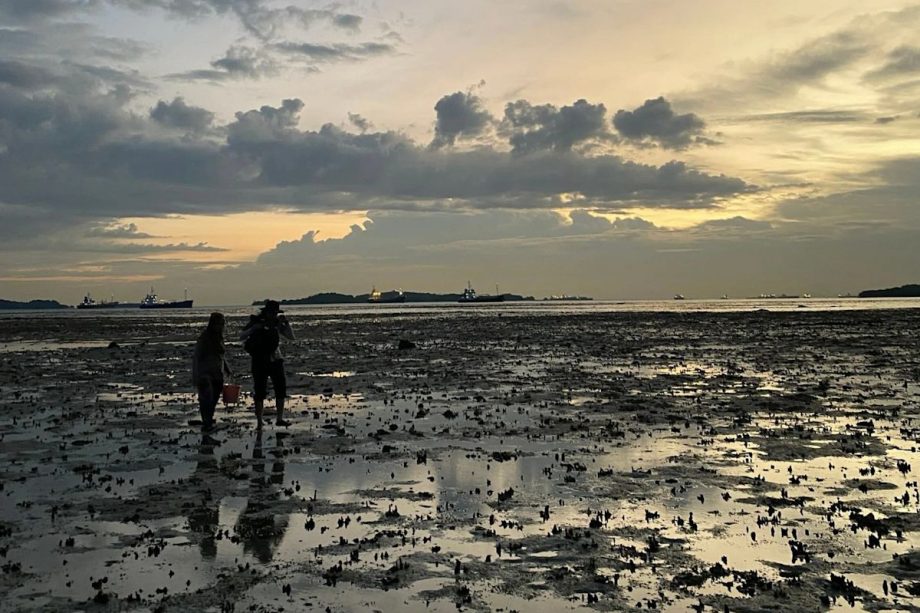 Foraging in Singapore: Unethical practices threaten biodiversity and cultural heritage Foraging in Singapore: Unethical practices threaten biodiversity and cultural heritage