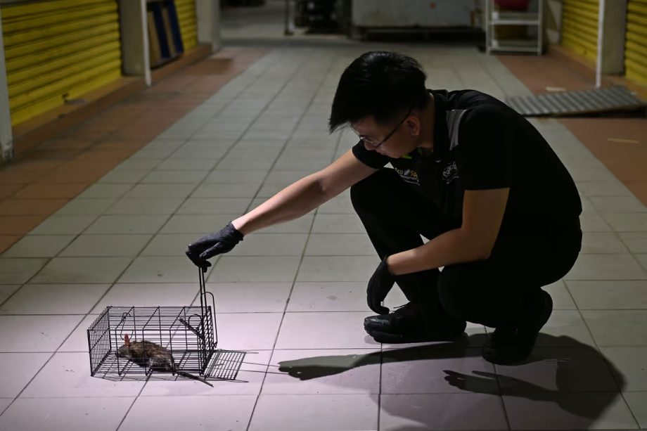 This Singapore ex-soldier now wages war on pests – Asia News Network