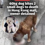 @mothershipsg rest in peace little dogs  #mothershipabroad …