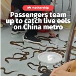 @mothershipsg The eels really thought they could get away in this economy  The i…