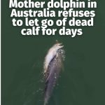 @mothershipsg A mother dolphin was spotted carrying her dead calf through an Aus…