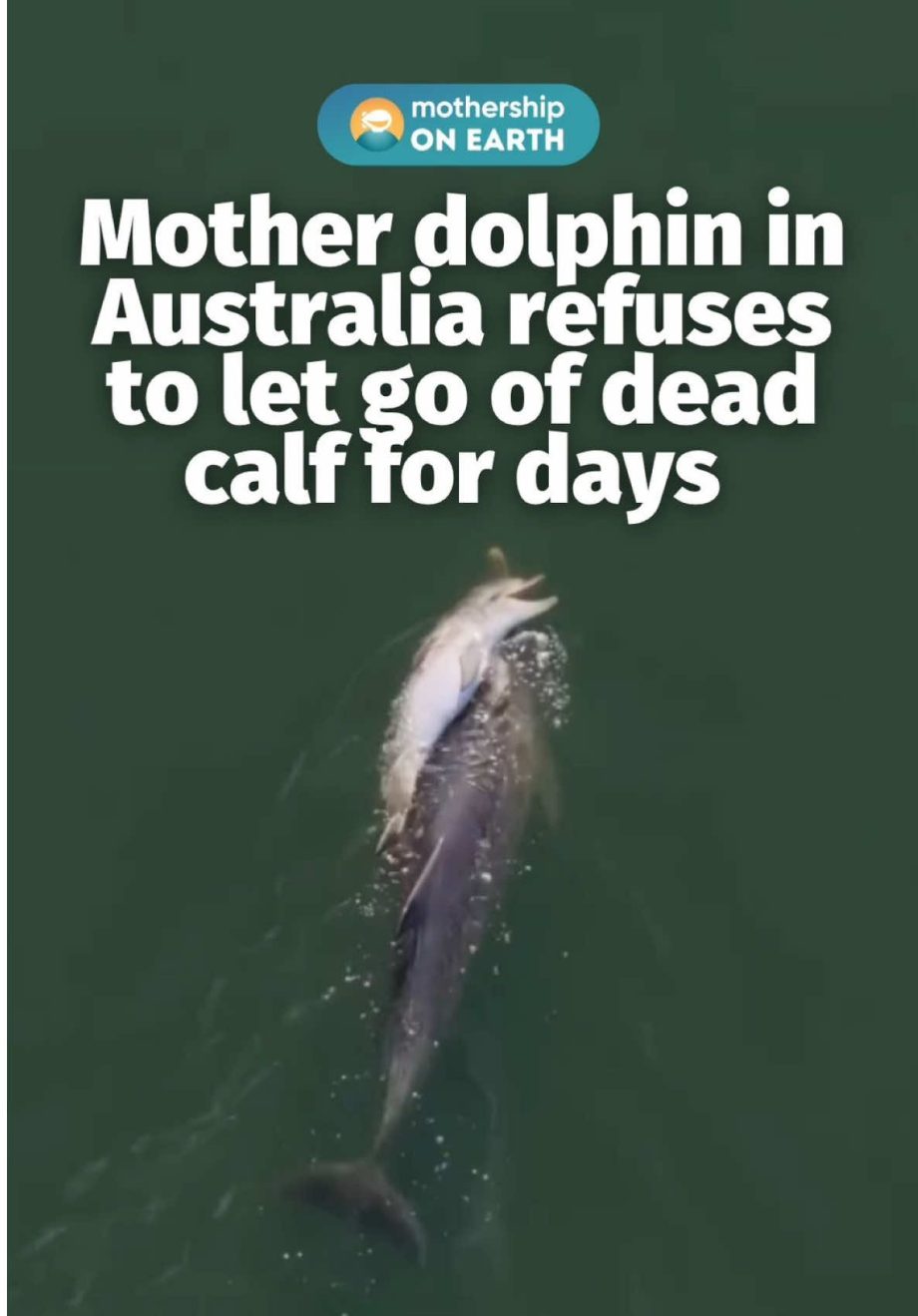 @mothershipsg A mother dolphin was spotted carrying her dead calf through an Aus… @mothershipsg A mother dolphin was spotted carrying her dead calf through an Aus…
