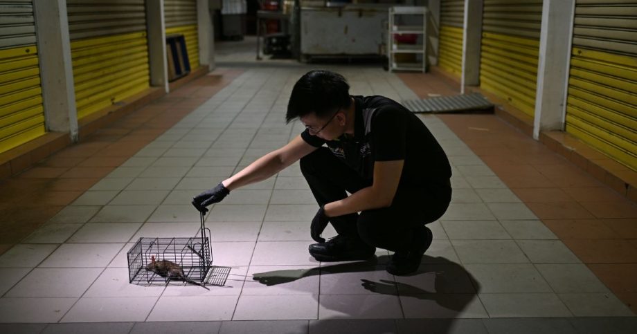 ‘I study them, then strike’: This ex-soldier now wages war on pests ‘I study them, then strike’: This ex-soldier now wages war on pests