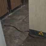 6-year-old left shaken after snake slithers into Singapore’s Bird Paradise toilet, Singapore News