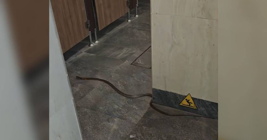 6-year-old left shaken after snake slithers into Singapore’s Bird Paradise toilet, Singapore News 6-year-old left shaken after snake slithers into Singapore’s Bird Paradise toilet, Singapore News