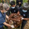 Indonesia rescues six orangutans from fires in a week