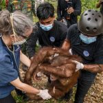 Indonesia rescues six orangutans from fires in a week