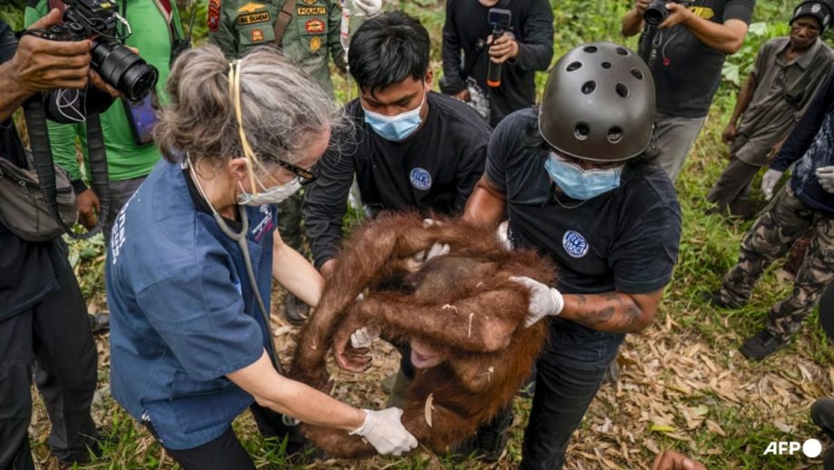Indonesia rescues six orangutans from fires in a week Indonesia rescues six orangutans from fires in a week
