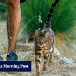 Should you walk your cat? Los Angeles pet owners and vets weigh in