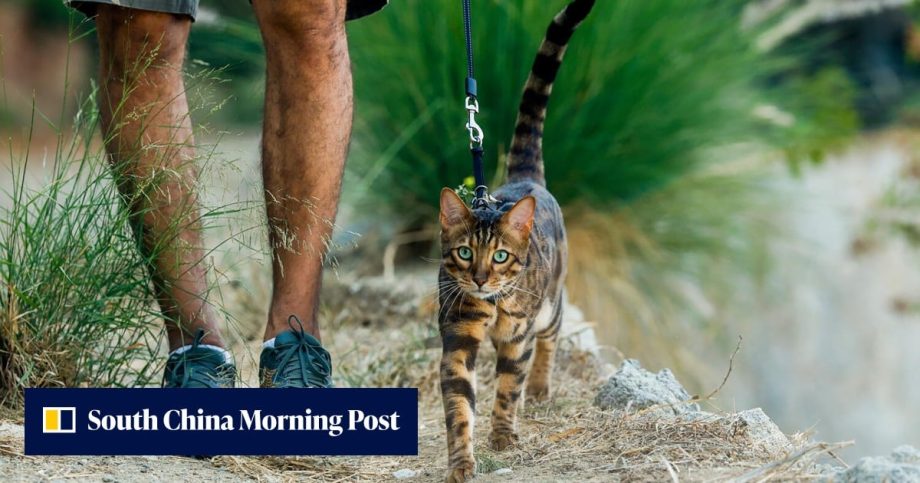 Should you walk your cat? Los Angeles pet owners and vets weigh in Should you walk your cat? Los Angeles pet owners and vets weigh in
