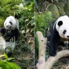 Celebrate Kai Kai and Jia Jia’s birthdays at River Wonders