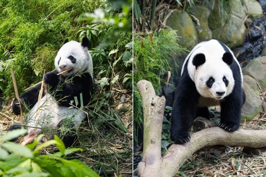 Celebrate Kai Kai and Jia Jia’s birthdays at River Wonders
