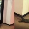Scaly new student? Monitor lizard spotted roaming NTU hall, Singapore News