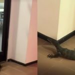 Scaly new student? Monitor lizard spotted roaming NTU hall, Singapore News